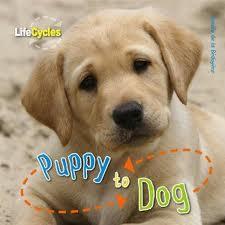 Lifecycles - Puppy to Dog